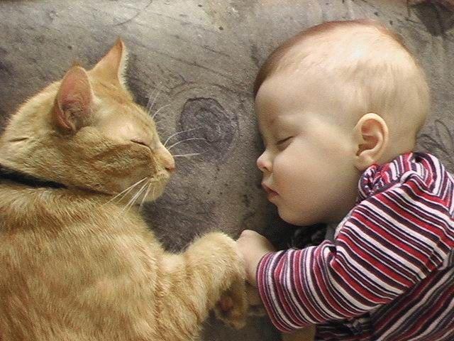  Babies Love Cats