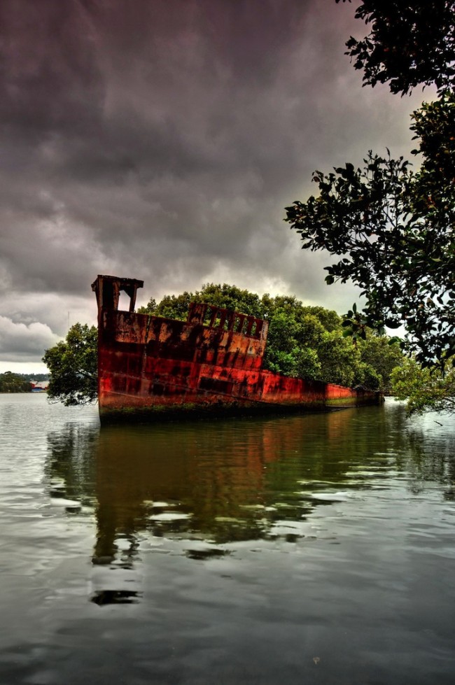 102 year old ship floating forest 4 650x979 102 Year Old Abandoned Ship Becomes a Floating Forest