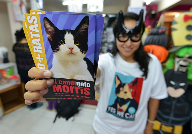 Tired of Voting for Rats? Vote for Cats! 1126 Tired of Voting for Rats? Vote for Cats!
