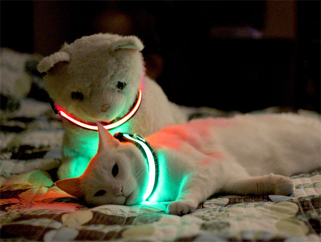 19 HALO MINI   Illuminated Pet Collars