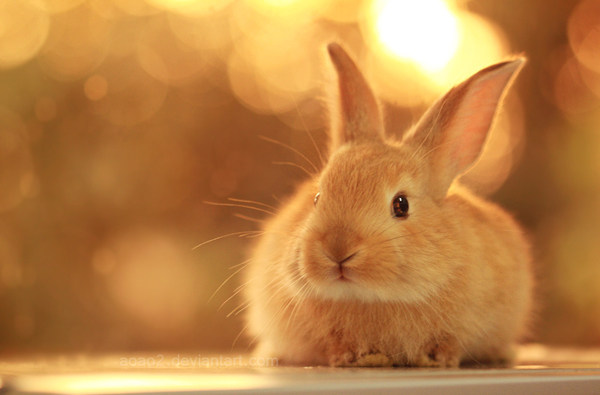 50 Cute Bunny Pictures 2 Bunny Picture 50 Cute Bunny Pictures