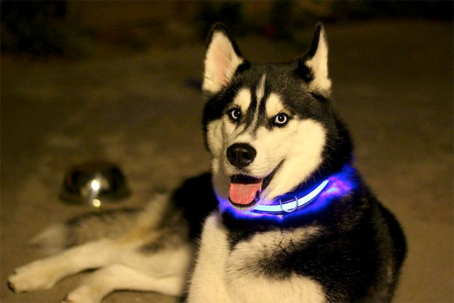27 HALO MINI   Illuminated Pet Collars