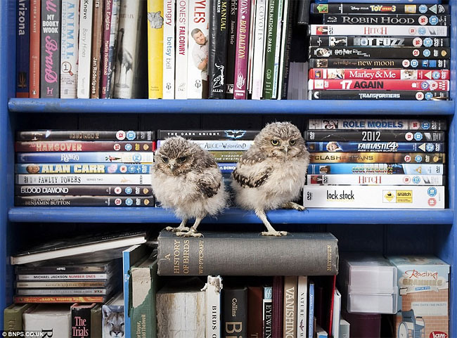 354 Orphaned Baby Owls Get New Home