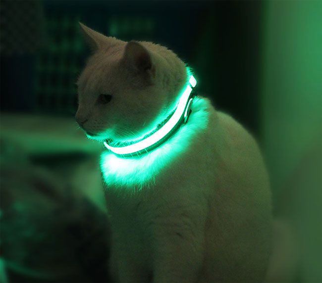 37 HALO MINI   Illuminated Pet Collars