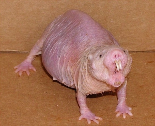 Naked Mole Rat Animals You Probably Didn’t Know Exist