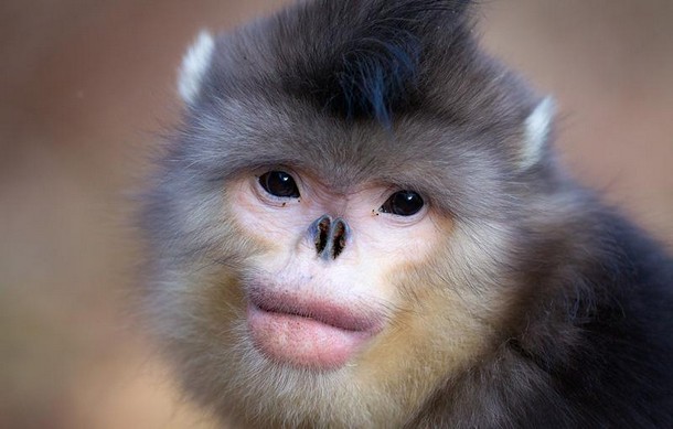 Snub Nosed Monkey Animals You Probably Didn’t Know Exist