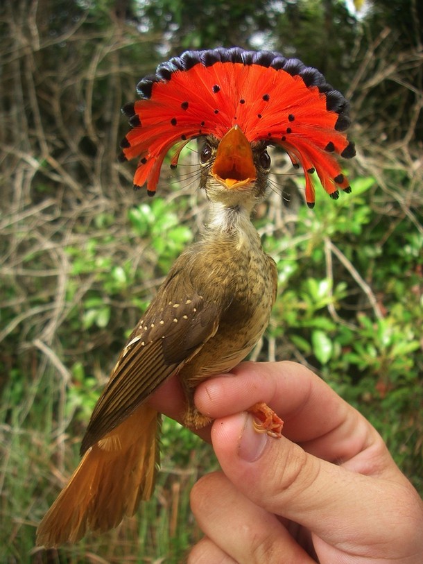 The Amazonian Royal Flycatcher Animals You Probably Didn’t Know Exist