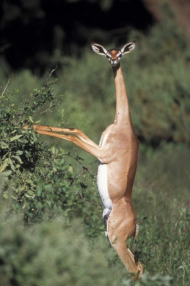 The Gerenuk Animals You Probably Didn’t Know Exist