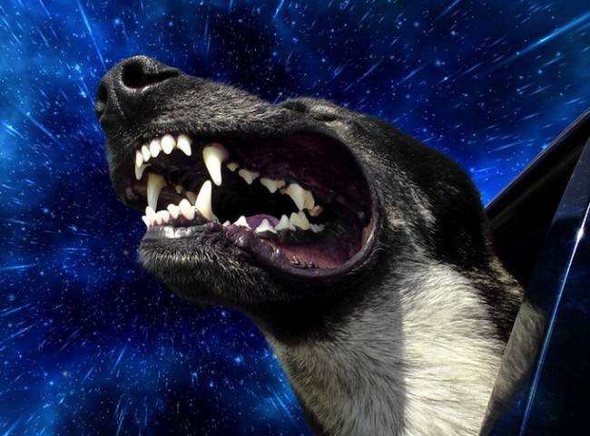warpdogs1 650x481 Warp Dogs in Space by Benjamin Grelle
