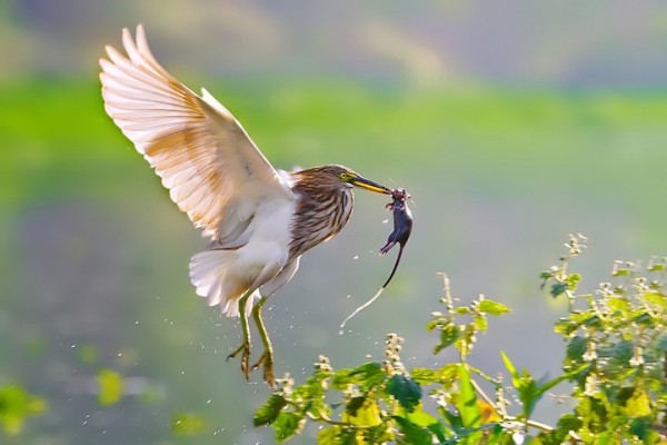 Unusual Catch 15 Perfectly Timed Photos of Animals Hunting For Food