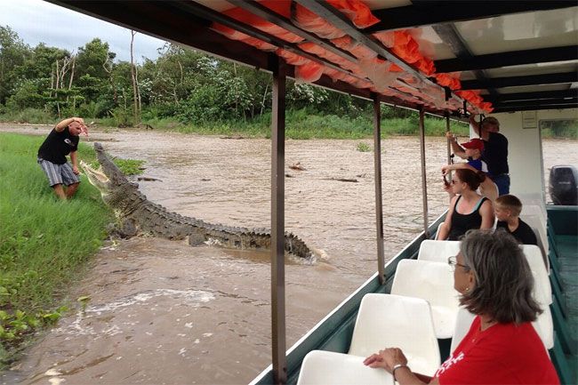 272 Tour Guide Feeds 17 Foot Crocodile