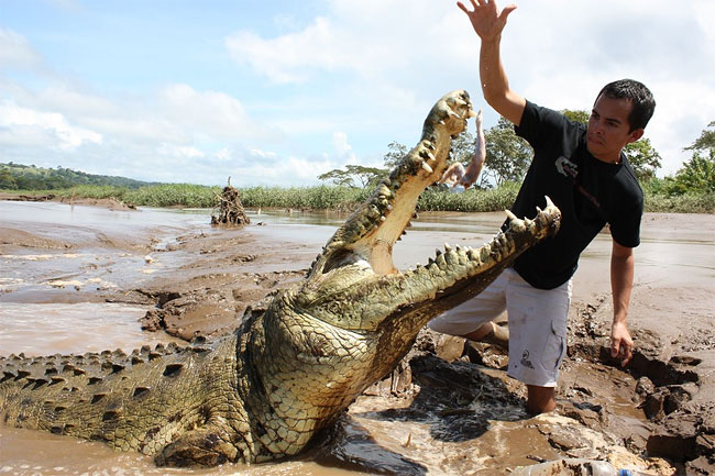 439 Tour Guide Feeds 17 Foot Crocodile
