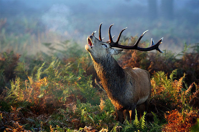 9 2013 National Geographic Photo Contest, Part 1: “Nature”, Weeks 1 3