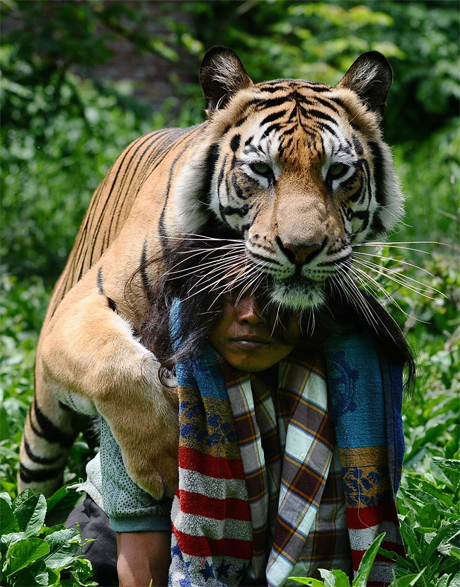 1056 Indonesian Man Best Friends with 28 Stone Bengal Tiger