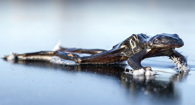 1104 Frog Freezes Solid while Searching for a Mate on Icy Norwegian Lake