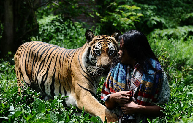 11105 Indonesian Man Best Friends with 28 Stone Bengal Tiger
