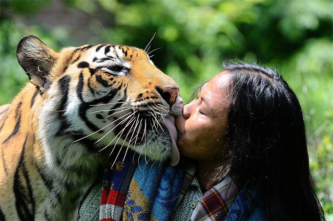 1265 Indonesian Man Best Friends with 28 Stone Bengal Tiger