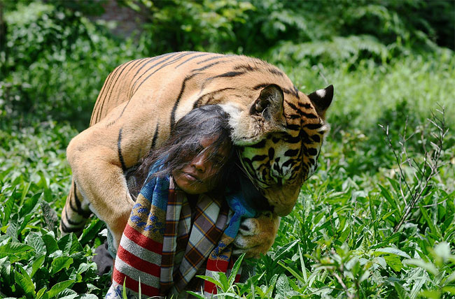 2166 Indonesian Man Best Friends with 28 Stone Bengal Tiger