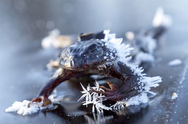 275 Frog Freezes Solid while Searching for a Mate on Icy Norwegian Lake