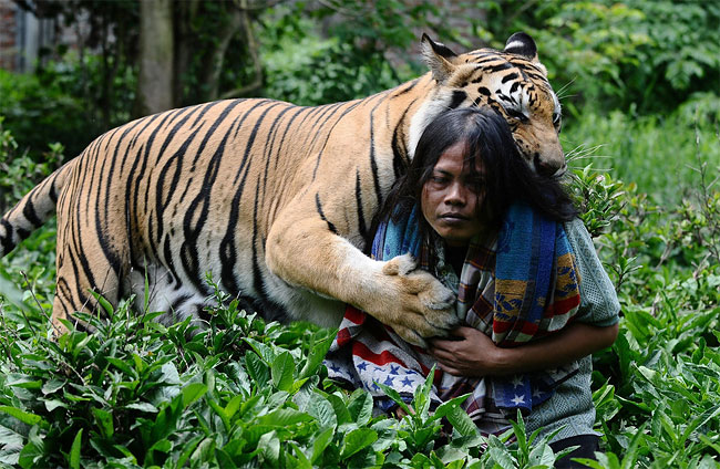 3142 Indonesian Man Best Friends with 28 Stone Bengal Tiger