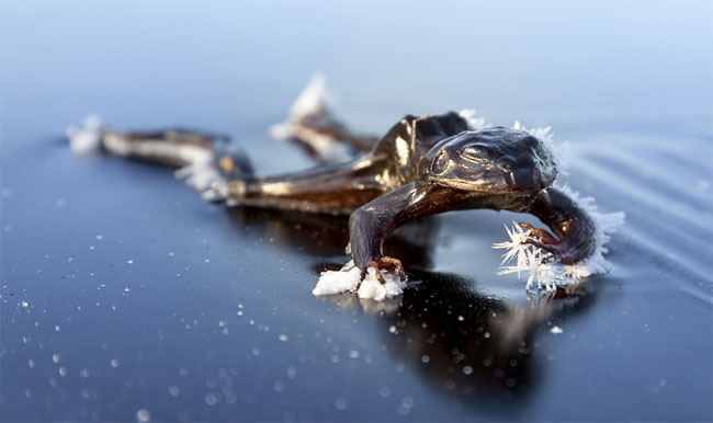 364 Frog Freezes Solid while Searching for a Mate on Icy Norwegian Lake