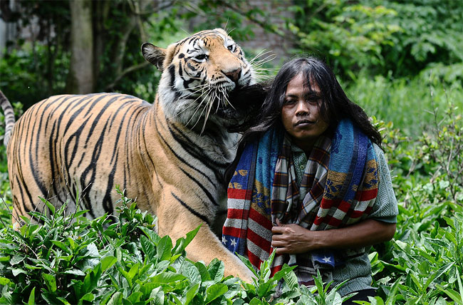 4136 Indonesian Man Best Friends with 28 Stone Bengal Tiger