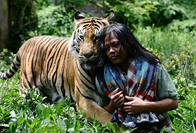 5116 Indonesian Man Best Friends with 28 Stone Bengal Tiger