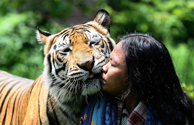 688 Indonesian Man Best Friends with 28 Stone Bengal Tiger