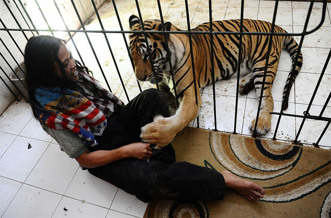 782 Indonesian Man Best Friends with 28 Stone Bengal Tiger
