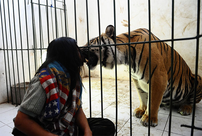 868 Indonesian Man Best Friends with 28 Stone Bengal Tiger
