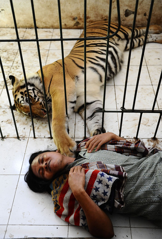 963 Indonesian Man Best Friends with 28 Stone Bengal Tiger