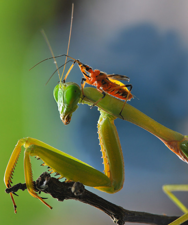 1368115492 1 640x766 Insect Interactions in Nordin Seruyans Photography