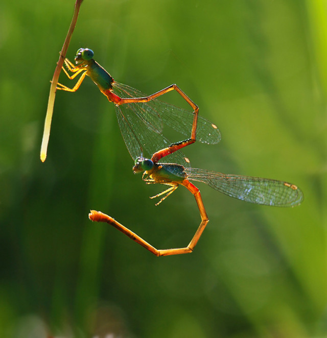 1368115492 8 640x662 Insect Interactions in Nordin Seruyans Photography