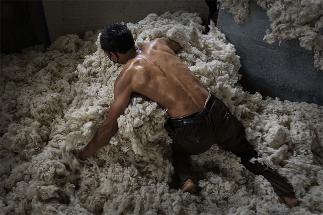 1529 Chinese Workers Prepare Australian Sheeps Wool for Fashion Industry