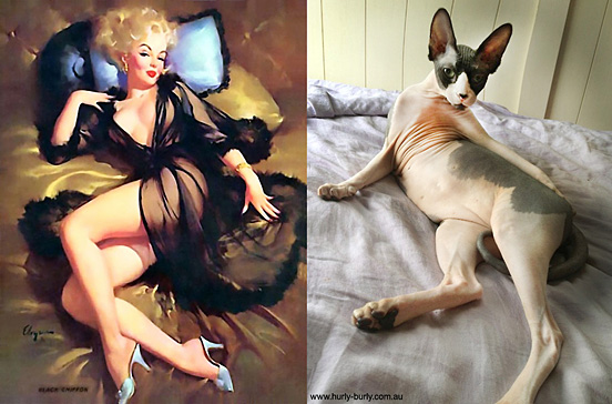 Cat Like Pin up Girls 1 20 Popular Cute Cats Posing Like Pin up Girls