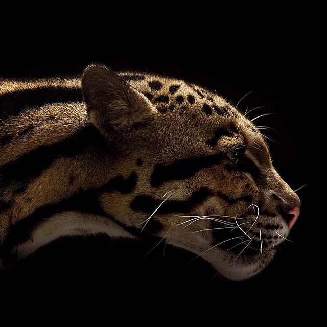 Digital art selected for the Daily Inspiration #1850