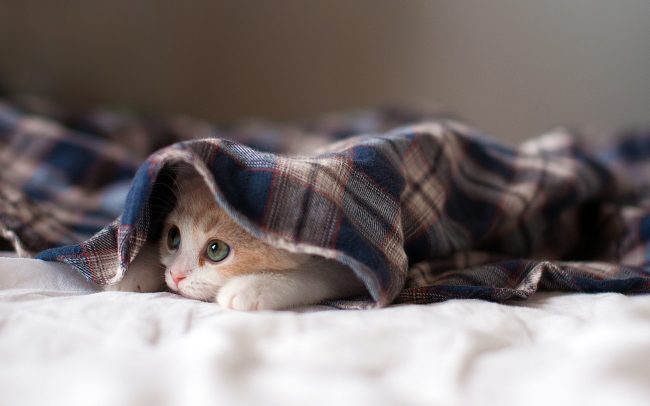 Kitten Under a Blanket 650x406 5 Amazing Photography Wallpapers