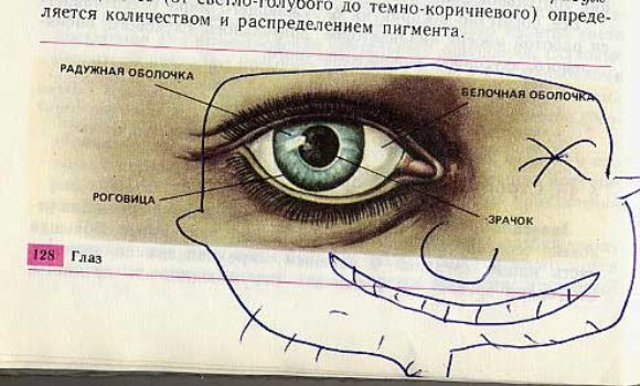 3285311697 87ec776f60 o Biology Drawings