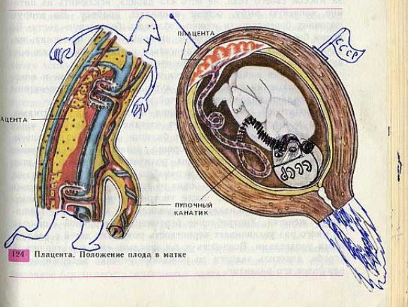 3286135194 8ea6ff6ac4 o Biology Drawings