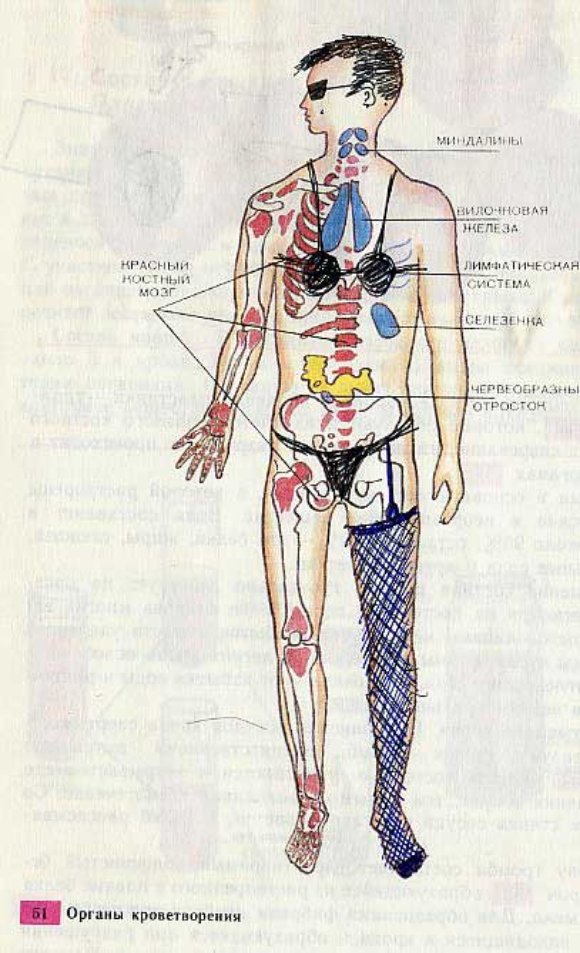 3286143002 e4f876aa3a o Biology Drawings