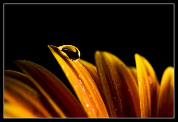Petale I by Gest0ert pic on Design You Trust Petale I by Gest0ert Print Shop