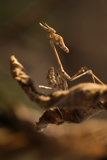 Praying mantis by Amersill pic on Design You Trust Praying mantis by Amersill Valentina Blasi