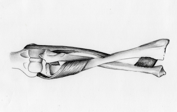 pronation faceoff