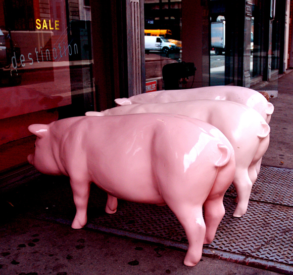 Swine