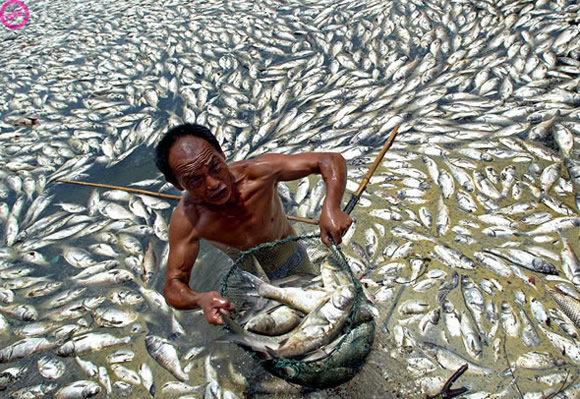 9fe6b701 ANP 7383701 pic on Design You Trust 9fe6b701 ANP 7383701 Dead Fishes and Taxies