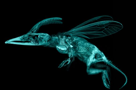 animabase creature2 anatomy merged 600size New species Gardener in Analysis creature series.