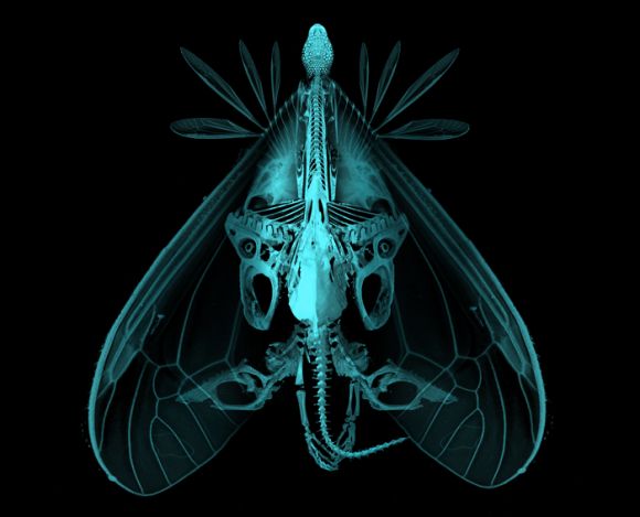 animabase creature analysis 700size Analysis creature design series