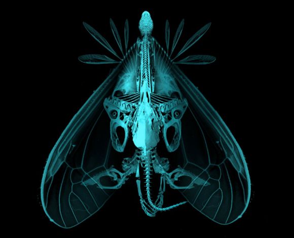 creature skeleton originalimage 600size New species Gardener in Analysis creature series.