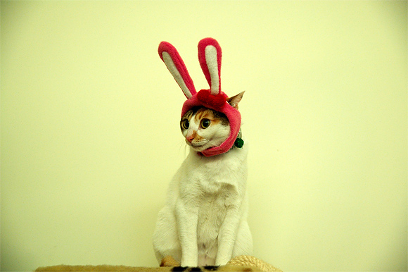 kittyhat6 Kitty Hat 6