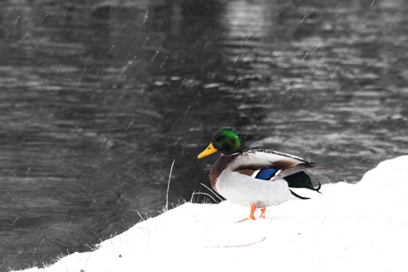 mtcn Ducks
